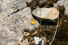 Ornithogalum rupestre