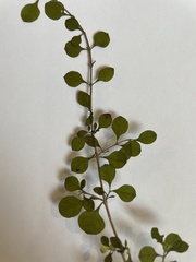 Coprosma parviflora