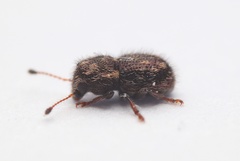 Dasyanthribus purpureus