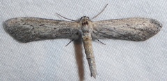 Glaucina nephos