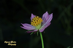 Cosmos caudatus