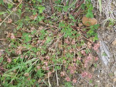 Trifolium cernuum