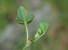 Trifolium cernuum