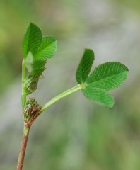 Trifolium cernuum