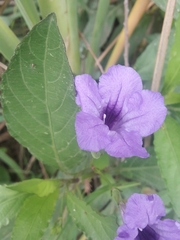Ruellia simplex