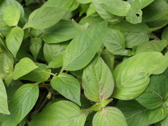 Asystasia gangetica