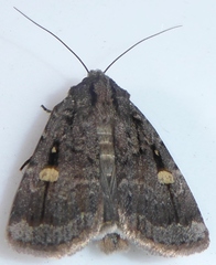 Abagrotis glenni