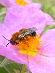 Dasypoda