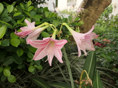Hippeastrum reticulatum