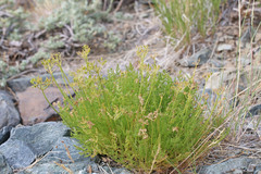 Lomatium grayi depauperatum