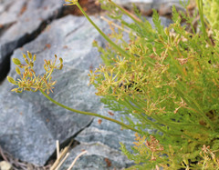 Lomatium grayi depauperatum