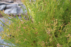Lomatium grayi depauperatum