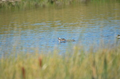 Podiceps auritus cornutus