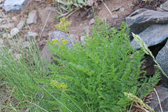 Lomatium grayi depauperatum