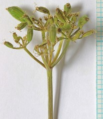 Lomatium grayi depauperatum