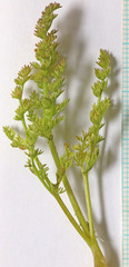 Lomatium grayi depauperatum