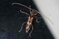 Coptocercus rubripes