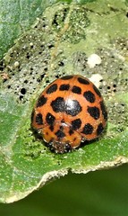 Henosepilachna vigintisexpunctata