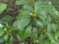 Psychotria asiatica