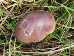Gliophorus reginae