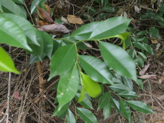 Aquilaria sinensis