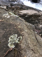 Xanthoparmelia angustiphylla