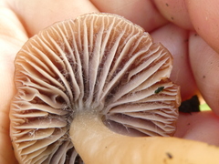 Gliophorus reginae