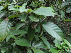 Psychotria asiatica