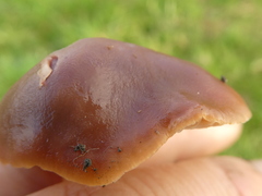 Gliophorus reginae