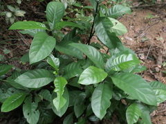 Psychotria asiatica