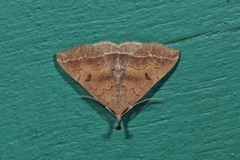 Pechipogo plumigeralis