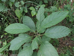 Clerodendrum cyrtophyllum