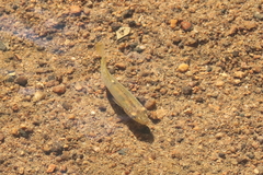 Fundulus rathbuni