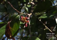 Glochidion kusukusense