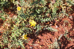 Tribulus forrestii