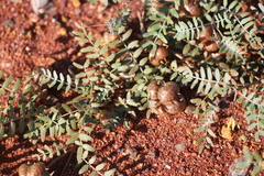 Tribulus forrestii