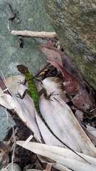 Anolis marmoratus
