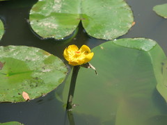 Nuphar × spenneriana