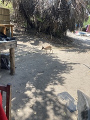 Nesotragus moschatus