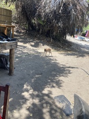 Nesotragus moschatus