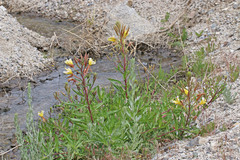 Oenothera elata hirsutissima
