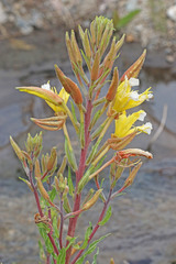 Oenothera elata hirsutissima