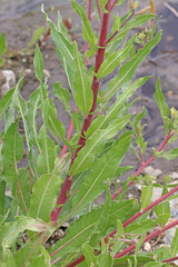 Oenothera elata hirsutissima