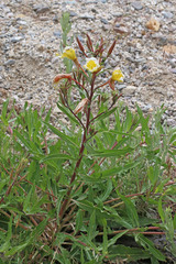 Oenothera elata hirsutissima