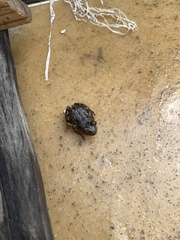 Hylambates maculatus