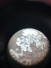 Xanthoparmelia angustiphylla