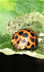Henosepilachna vigintisexpunctata