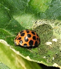 Henosepilachna vigintisexpunctata
