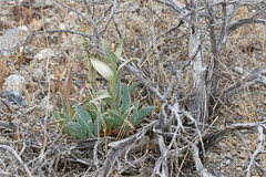 Penstemon confusus