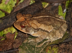 Incilius leucomyos